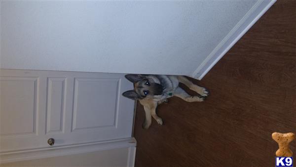 benji01 Picture 1